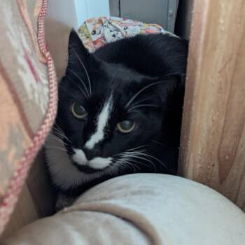 Domestic Short Hair Cats Available for Adoption in Aberdeen, Washington - Rosie | PetCurious