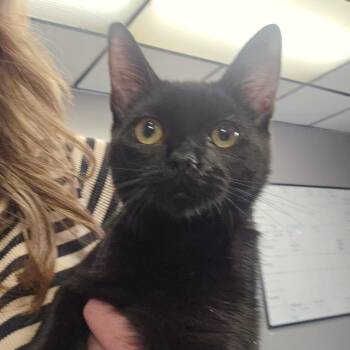 Lula -  Domestic Short Hair Cat for Adoption in Spokane, Washington - Lula | PetCurious
