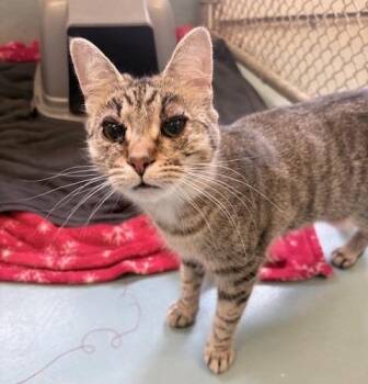 Penelope -  Domestic Medium Hair Cat Available for Adoption in Ogdensburg, New York - Penelope | PetCurious