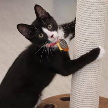 Koshka -  Domestic Short Hair Cat for Adoption in Port Washington, New York - Koshka | PetCurious
