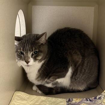 Stormy -  Domestic Short Hair Cat for Adoption in Durango, Colorado - Stormy | PetCurious