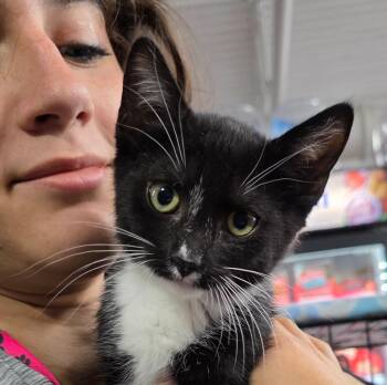 GameCube -  Domestic Short Hair Cat for Adoption in Buford, Georgia - GameCube | PetCurious