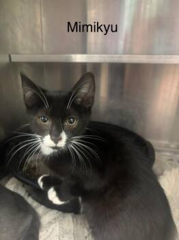 Mimikyu -  Domestic Medium Hair Cat for Adoption in Cambridge, Maryland - Mimikyu | PetCurious