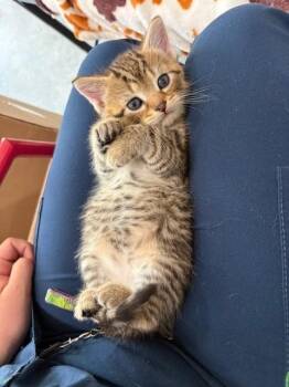 Domestic Short Hair Cats Available for Adoption in Warrenton, North Carolina - LUIGI | PetCurious