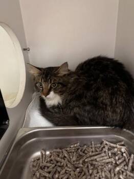 Domestic Short Hair Cats Available for Adoption in Fairfax, Virginia - Garfield | PetCurious