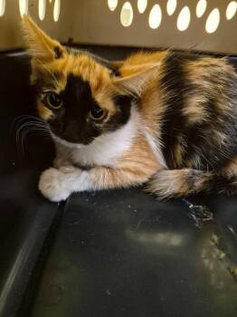 PIXEL -  Domestic Short Hair Cat for Adoption in Crossville, Tennessee - PIXEL | PetCurious