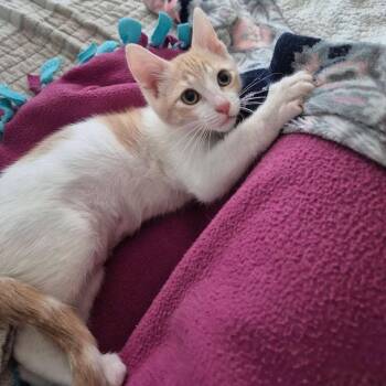 Samantha -  Domestic Short Hair Cat for Adoption in Hattiesburg, Mississippi - Samantha | PetCurious