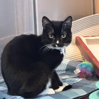 Sonic -  Domestic Short Hair Cat for Adoption in Murfreesboro, Tennessee - Sonic | PetCurious