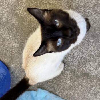 MILO-Stray-HELEN -  Siamese Cat for Adoption in Richmond, California - MILO-Stray-HELEN | PetCurious