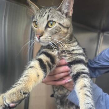 Swiss -  Domestic Short Hair Cat for Adoption - Swiss | PetCurious