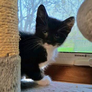 Tuxedo and Domestic Short Hair Cats Available for Adoption in East Amherst, New York - Smurf | PetCurious