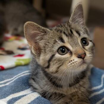 Domestic Short Hair Cats Available for Adoption in Milan, Illinois - Stripes | PetCurious