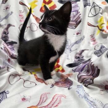 Sir Whiskers -  Domestic Short Hair Cat for Adoption in Parkersburg, West Virginia - Sir Whiskers | PetCurious