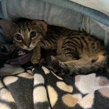 Sally -  Domestic Short Hair Cat for Adoption in Cedar Rapids, Iowa - Sally | PetCurious