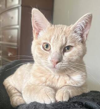 Willie -  Domestic Short Hair Cat for Adoption in Lenexa, Kansas - Willie | PetCurious