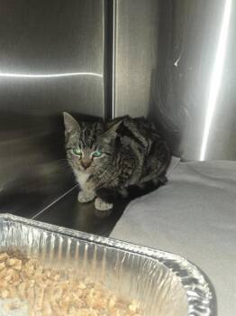 Domestic Short Hair Cats Available for Adoption - A347520 | PetCurious