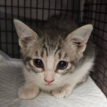 Domestic Medium Hair Cats Available for Adoption in Midland, Texas - Rose | PetCurious