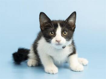 LULU -  Domestic Short Hair Cat for Adoption in Phoenix, Arizona - LULU | PetCurious