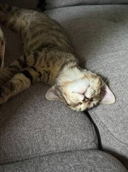 Ross -  Domestic Short Hair Cat for Adoption in Arthur, Ontario - Ross | PetCurious