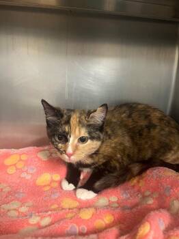 Domestic Short Hair Cats Available for Adoption - Kallie | PetCurious