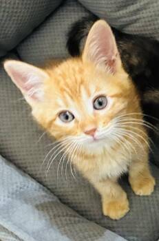 Tabby Cats Available for Adoption in Pinole, California - Vladimir | PetCurious