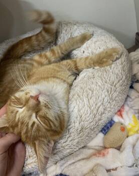 Baylor -  Domestic Short Hair Cat for Adoption in Cuyahoga Falls, Ohio - Baylor | PetCurious