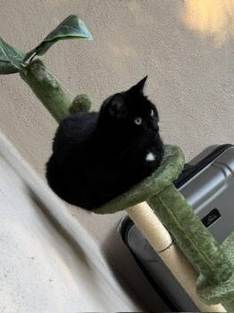 Mochi (Courtesy Post) -  Domestic Short Hair Cat for Adoption in San Jose, California - Mochi (Courtesy Post) | PetCurious