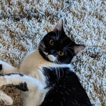 Domestic Short Hair Cats Available for Adoption - Wendy Rockbridge (bonded W/Willa Rockbridge) | PetCurious