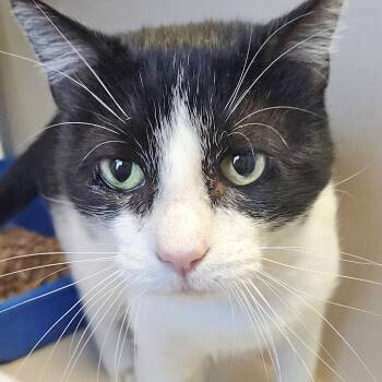 Rescue Domestic Short Hair Cats for Adoption in Webster, Texas - Tomm Kat | PetCurious