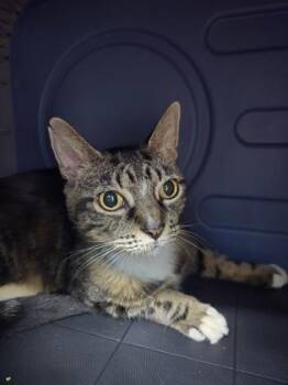 Dori -  Domestic Short Hair Cat for Adoption in Savannah, Georgia - Dori | PetCurious