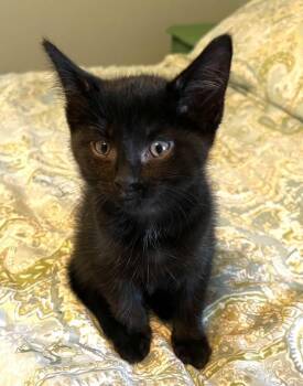 Domestic Short Hair Cats Available for Adoption in Cincinnati, Ohio - Ticket Stub | PetCurious