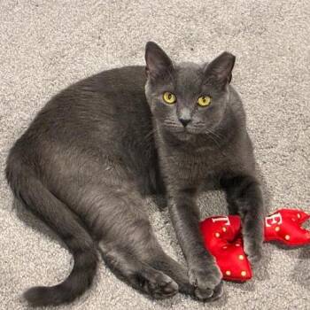0726-164 Macy Gray -  Domestic Short Hair Cat for Adoption in Abingdon, Maryland - 0726-164 Macy Gray | PetCurious