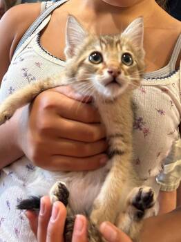 Agouti -  Abyssinian and Domestic Short Hair Cat for Adoption in Walnut Creek, California - Agouti | PetCurious
