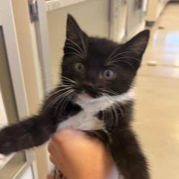 Duffel Bag (26-4K-1) -  Domestic Short Hair Cat for Adoption in Rifle, Colorado - Duffel Bag (26-4K-1) | PetCurious