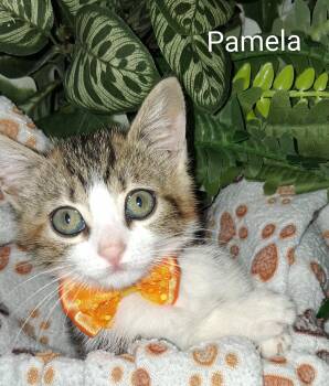 Pamela -  Domestic Short Hair Cat for Adoption in Redondo Beach, California - Pamela | PetCurious