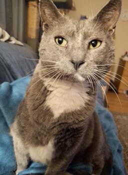 Domestic Short Hair Cats Available for Adoption - Dusty | PetCurious