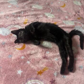 Tangy -  Domestic Short Hair Cat for Adoption in New York, New York - Tangy | PetCurious