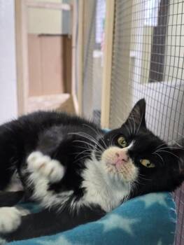 Domestic Short Hair Cats Available for Adoption - Dove | PetCurious