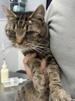 Jacoby -  Domestic Short Hair Cat for Adoption in West Chester, Pennsylvania - Jacoby | PetCurious