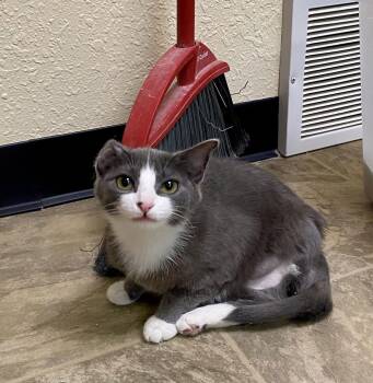 Domestic Short Hair Cats Available for Adoption - Cubby | PetCurious