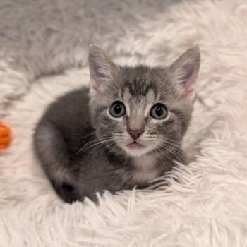 The Artful Dodger -  Domestic Short Hair Cat for Adoption in Houston, Texas - The Artful Dodger | PetCurious