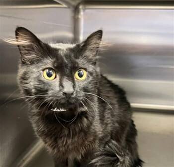DUCHESS -  Domestic Long Hair Cat for Adoption in Rancho Cucamonga, California - DUCHESS | PetCurious