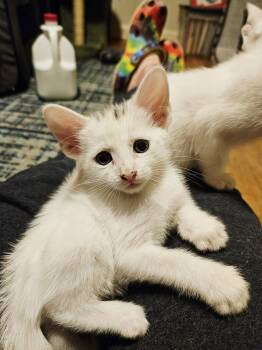 Rescue Domestic Short Hair Cats for Adoption in Warner Robins, Georgia - George Clooney | PetCurious