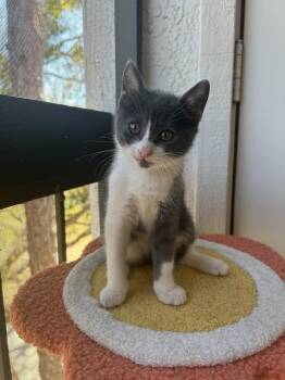 Domestic Short Hair Cats Available for Adoption in Alafaya, Florida - Piper | PetCurious