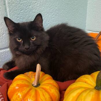Mr. Pricklepants -  Domestic Medium Hair Cat for Adoption in New York, New York - Mr. Pricklepants | PetCurious
