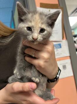 Domestic Short Hair Cats Available for Adoption in Morgantown, Kentucky - Bee | PetCurious