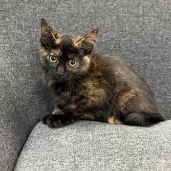Iridessa -  Domestic Short Hair Cat for Adoption in Buffalo, Minnesota - Iridessa | PetCurious