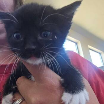 Sardine -  Domestic Short Hair Cat for Adoption in Klamath Falls, Oregon - Sardine | PetCurious
