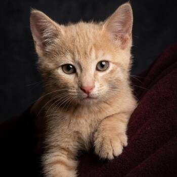 Gemsley -  Domestic Short Hair Cat for Adoption in Blackfoot, Idaho - Gemsley | PetCurious