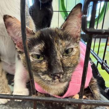 Cinder -  Domestic Short Hair Cat for Adoption in San Antonio, Texas - Cinder | PetCurious